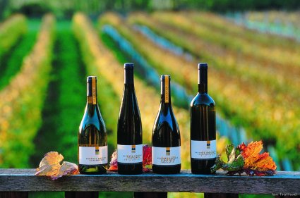 Viticulture and Oenology Courses in New Zealand